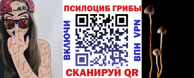 купить наркоту  Рошаль  Псилоцибиновые грибы Psilocybine cubensis 